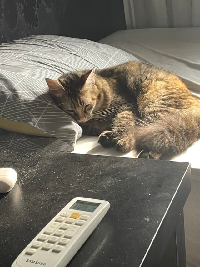 Manu lying down with her head on the pillow