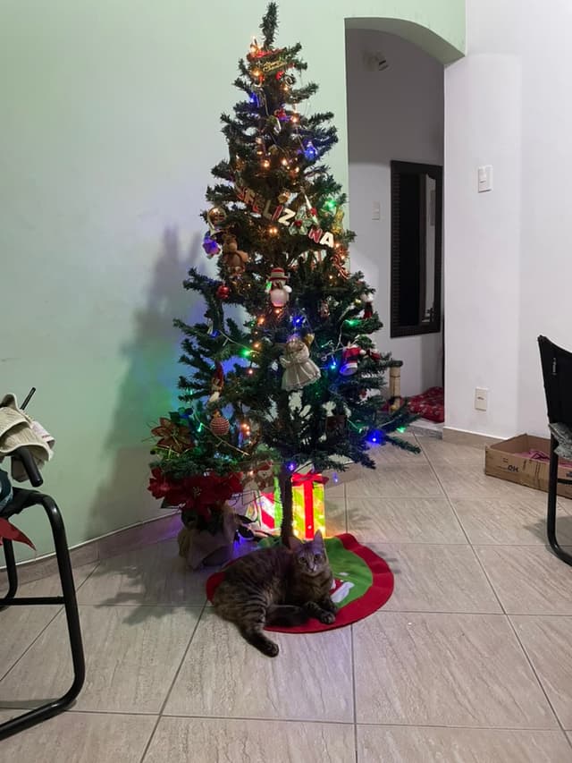 Manu under the Christmas tree pretending she didn’t just break things