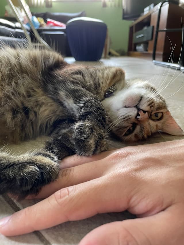 My kitty asking to play